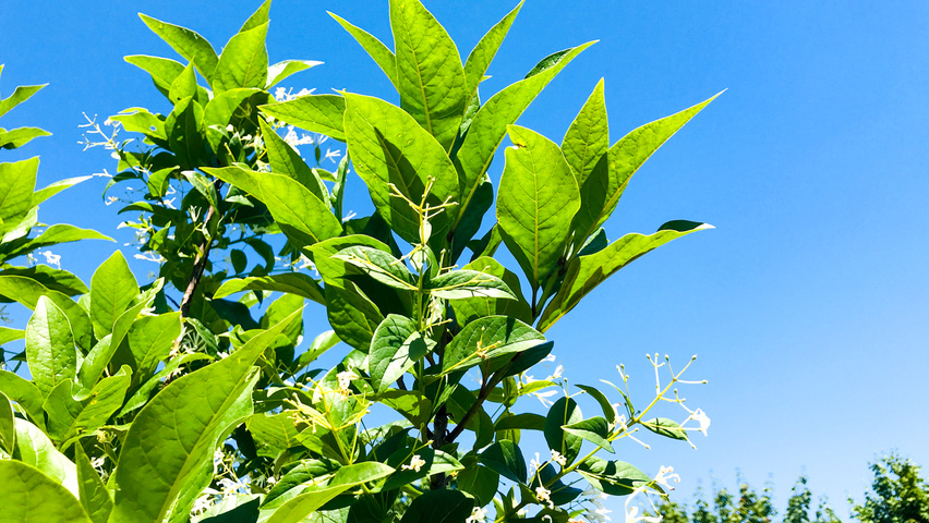 Chionanthus virginicus fleurs
