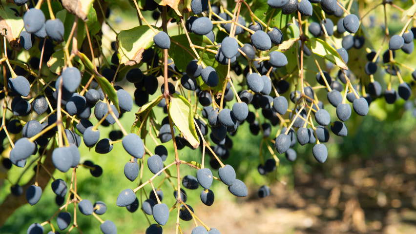 Chionanthus virginicus fruits