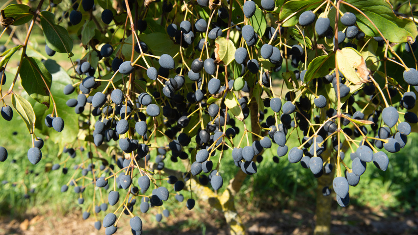 Chionanthus virginicus fruits