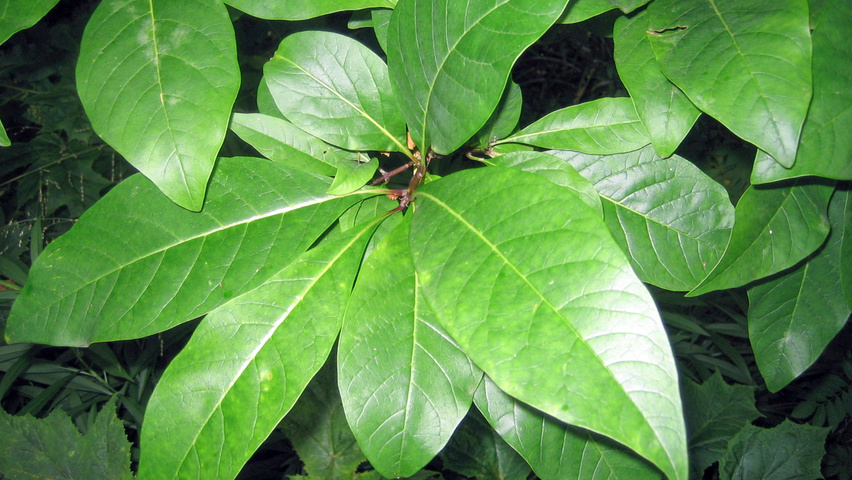 Chionanthus virginicus Feuilles