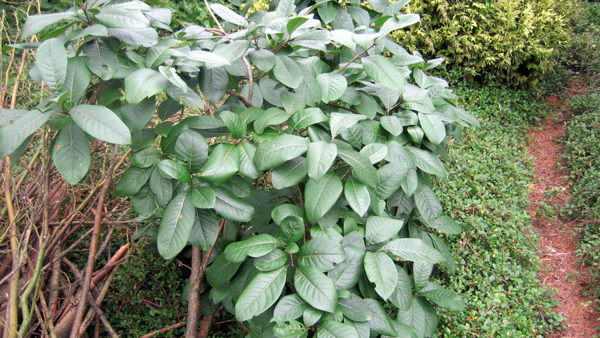 Chionanthus virginicus Feuilles