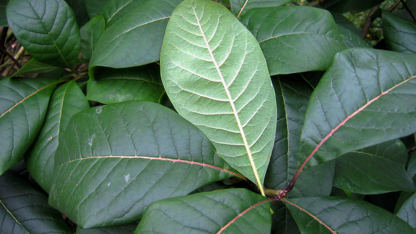 Chionanthus virginicus Feuilles
