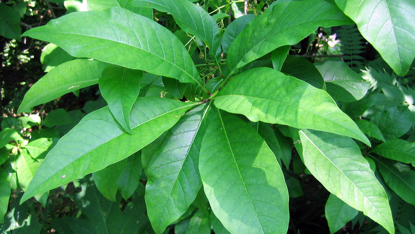 Chionanthus virginicus Feuilles