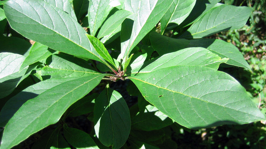 Chionanthus virginicus Feuilles