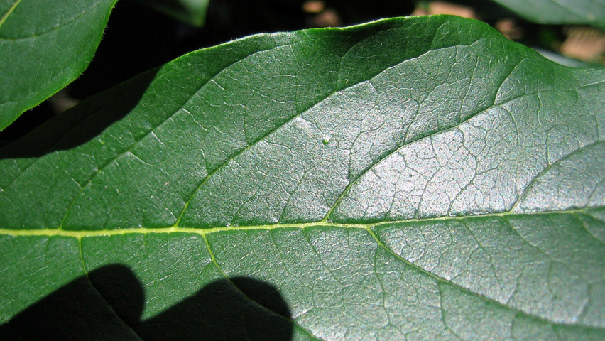 Chionanthus virginicus Feuilles