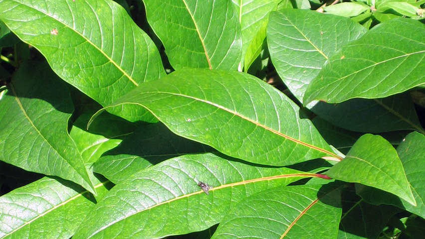 Chionanthus virginicus Feuilles