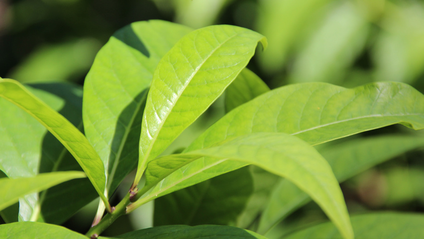 Chionanthus virginicus Feuilles
