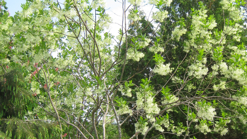 Chionanthus virginicus multi-troncs