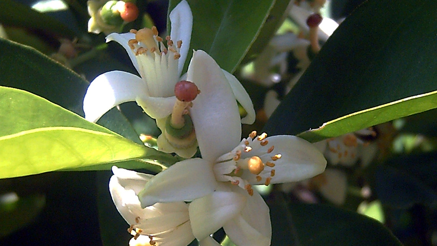 Citrus sinensis kwiaty
