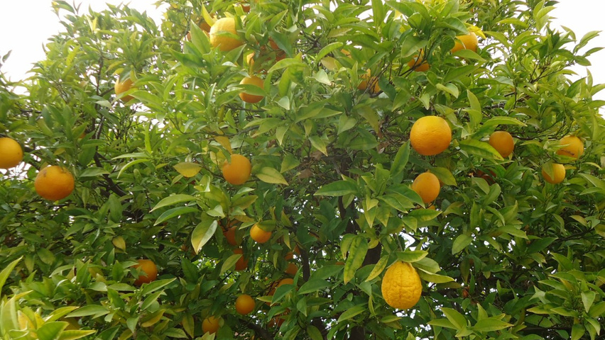 Citrus sinensis owoce