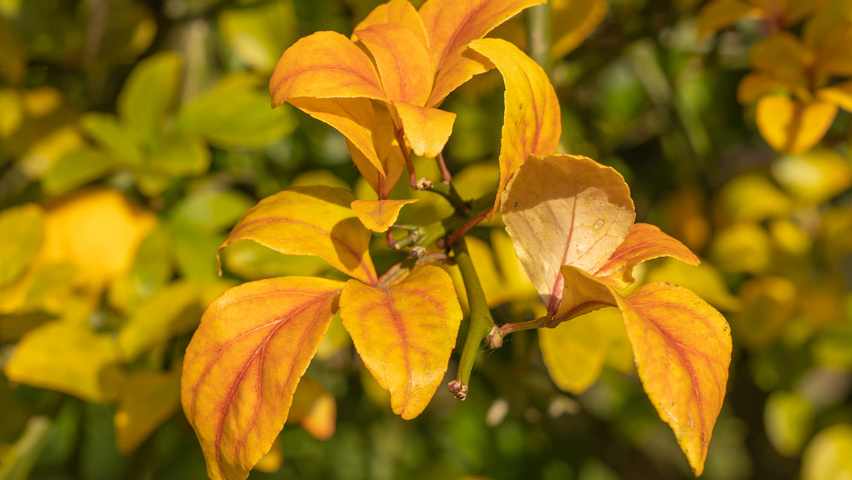 Citrus trifoliata Herbstblatt