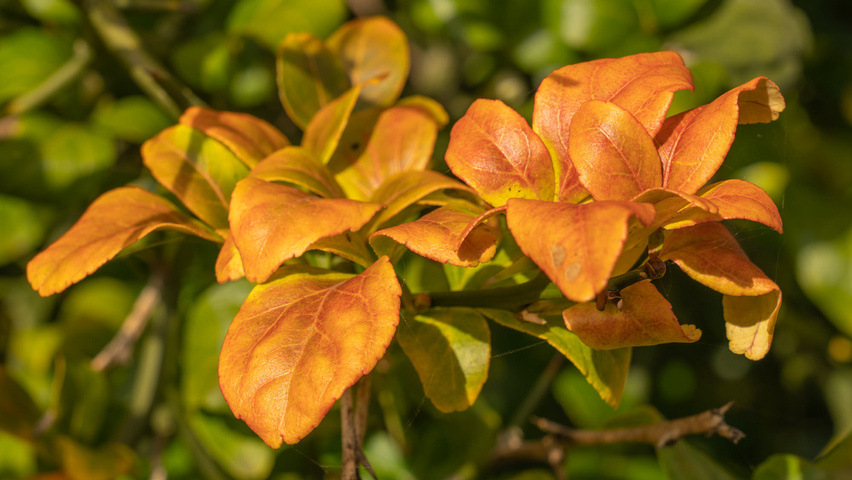 Citrus trifoliata Herbstblatt