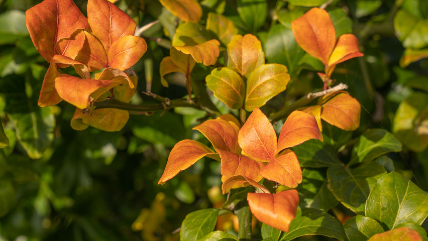 Citrus trifoliata Herbstblatt