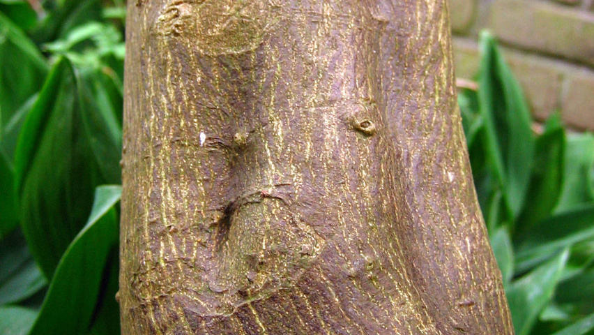 Citrus trifoliata Rinden