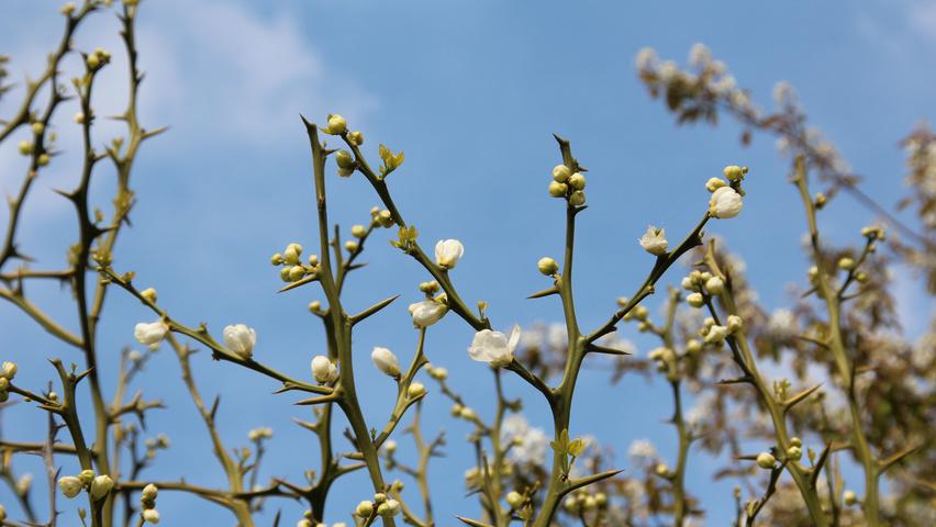 Citrus trifoliata Blumen