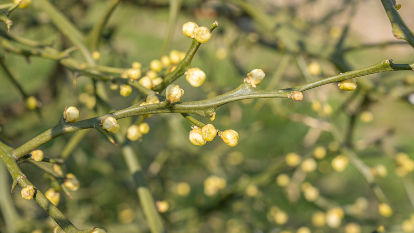 Citrus trifoliata Blumen