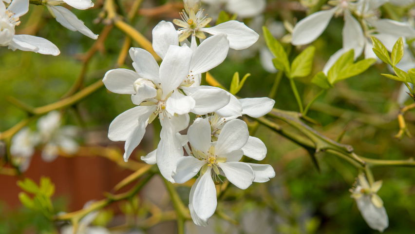 Citrus trifoliata Blumen