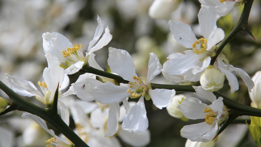Citrus trifoliata Blumen