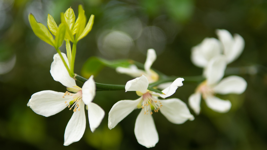 Citrus trifoliata Blumen