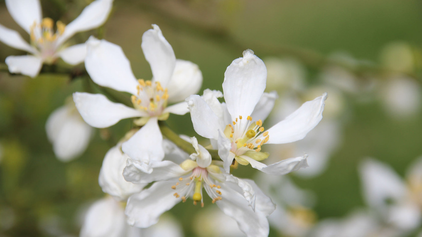 Citrus trifoliata Blumen
