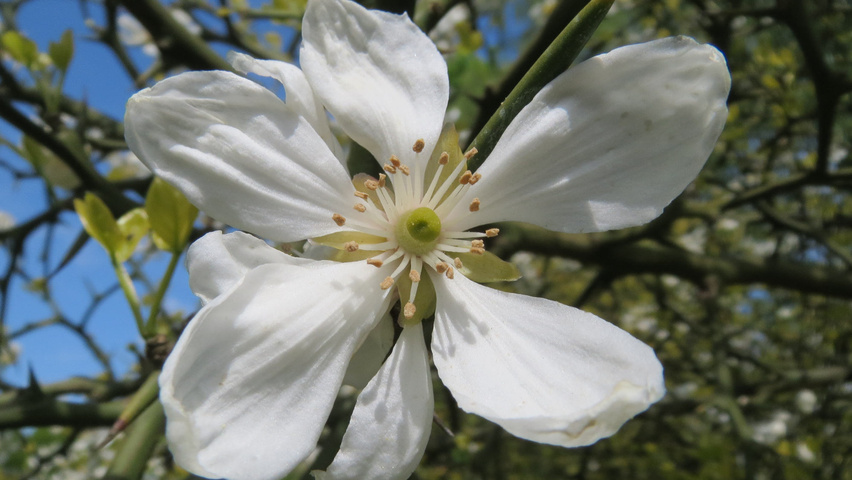 Citrus trifoliata Blumen