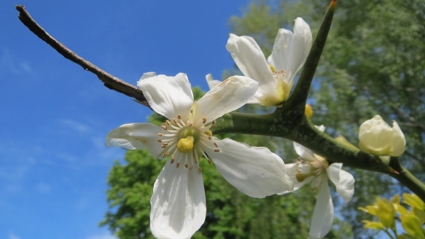 Citrus trifoliata Blumen