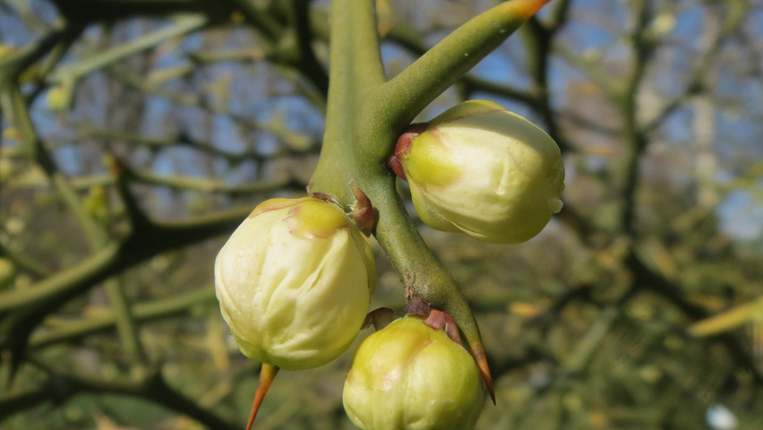 Citrus trifoliata Blumen