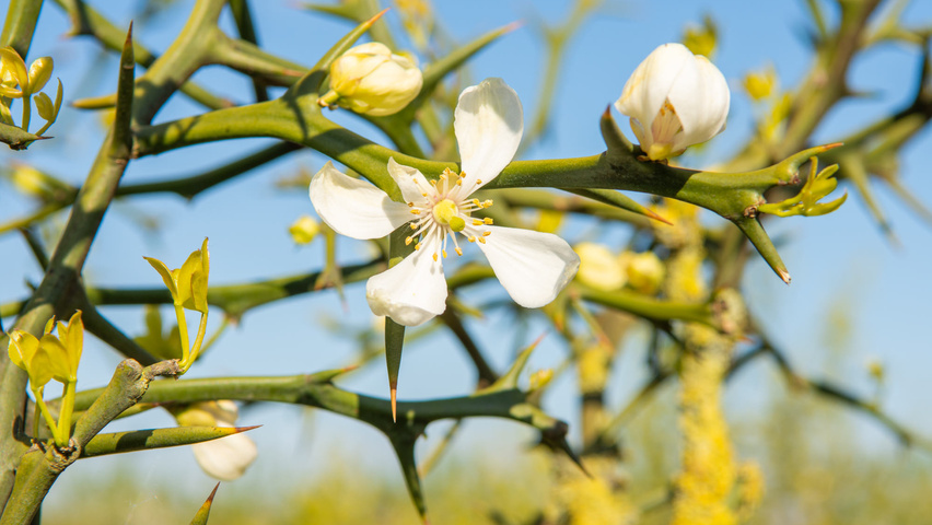 Citrus trifoliata Blumen