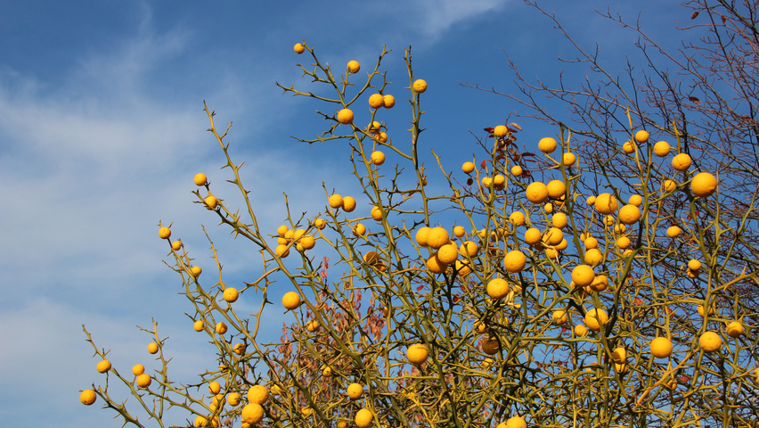 Citrus trifoliata Frucht
