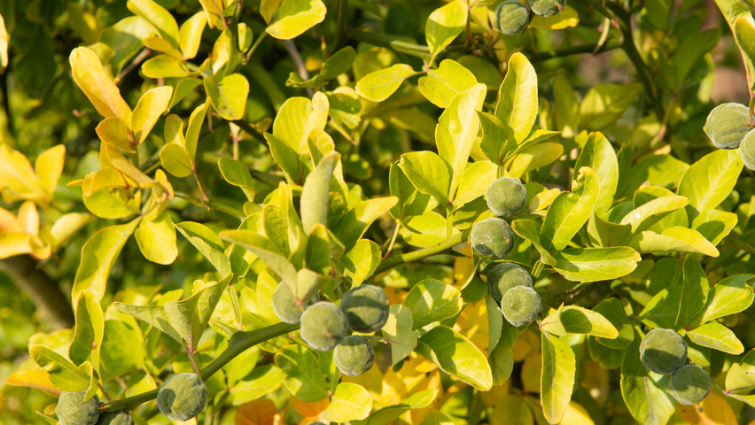 Citrus trifoliata Frucht