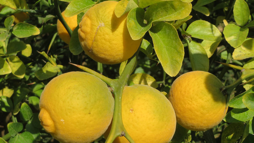 Citrus trifoliata Frucht