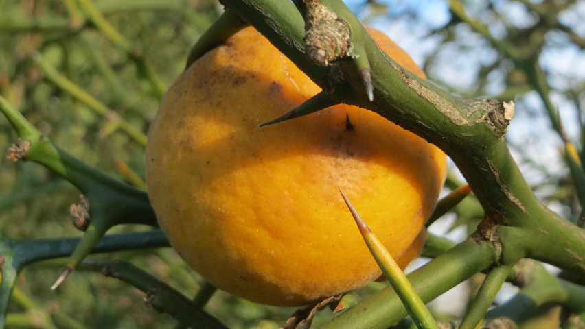 Citrus trifoliata Frucht