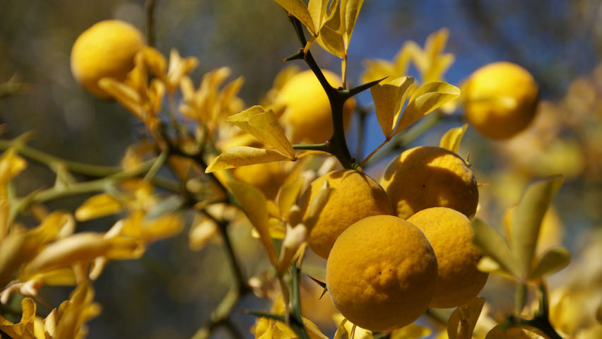 Citrus trifoliata Frucht