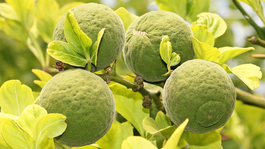 Citrus trifoliata Frucht