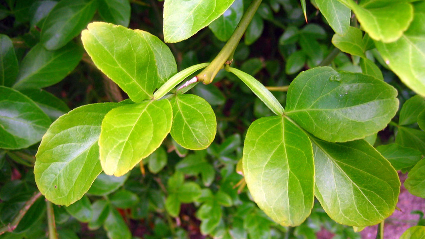 Citrus trifoliata Blatt