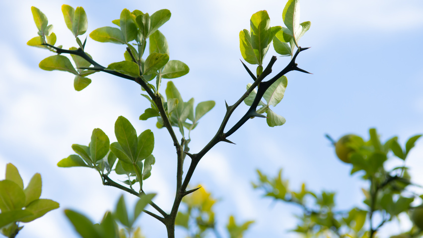 Citrus trifoliata Blatt