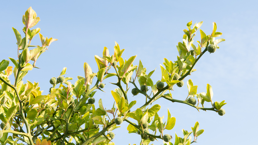 Citrus trifoliata Blatt