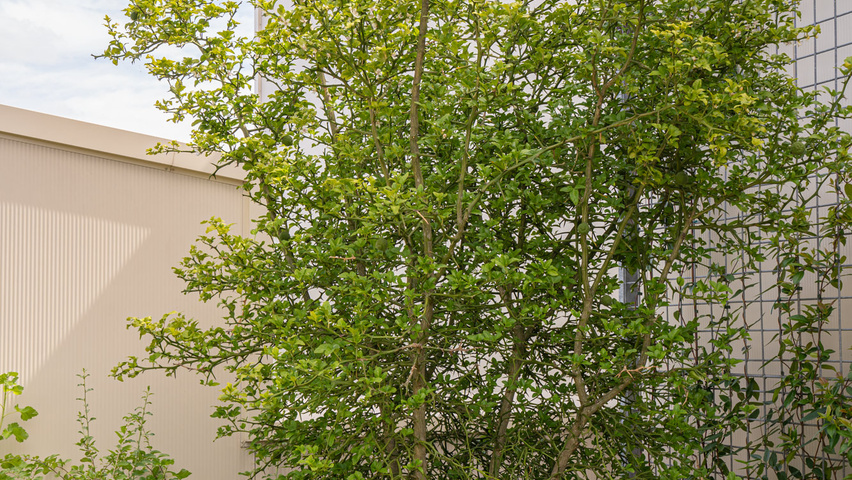 Citrus trifoliata mehrstämmige