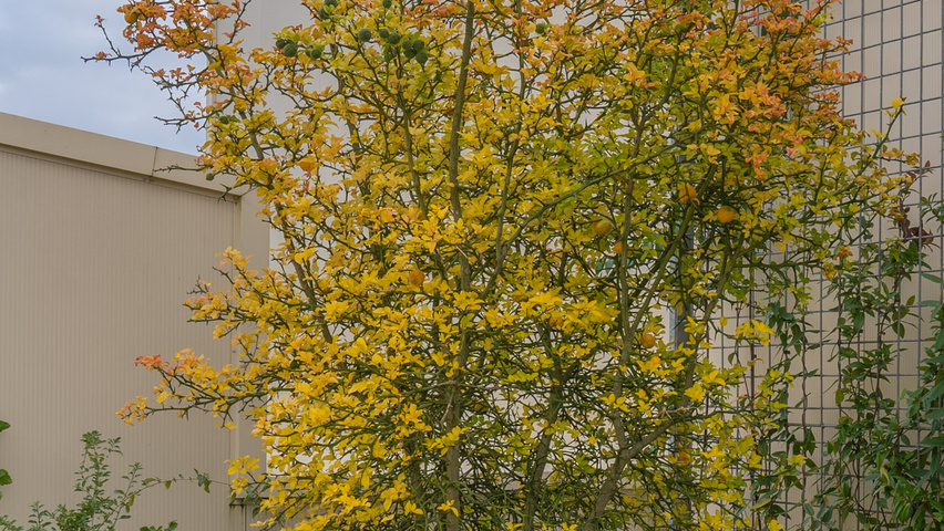 Citrus trifoliata mehrstämmige