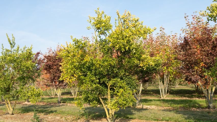 Citrus trifoliata mehrstämmige