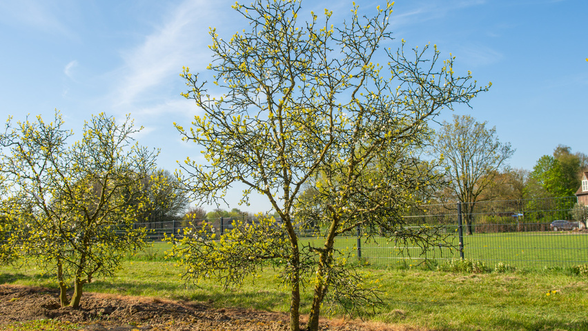 Citrus trifoliata mehrstämmige
