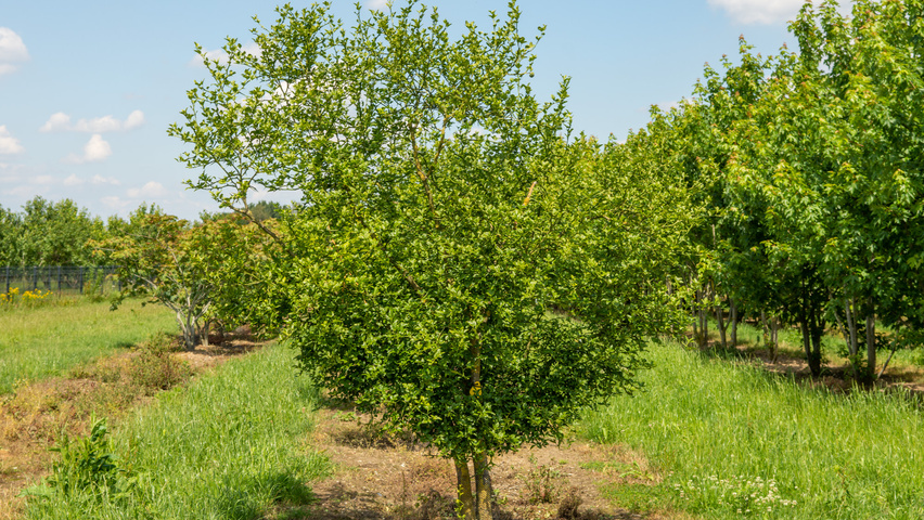 Citrus trifoliata mehrstämmige