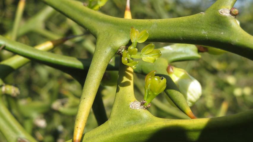 Citrus trifoliata Zweige