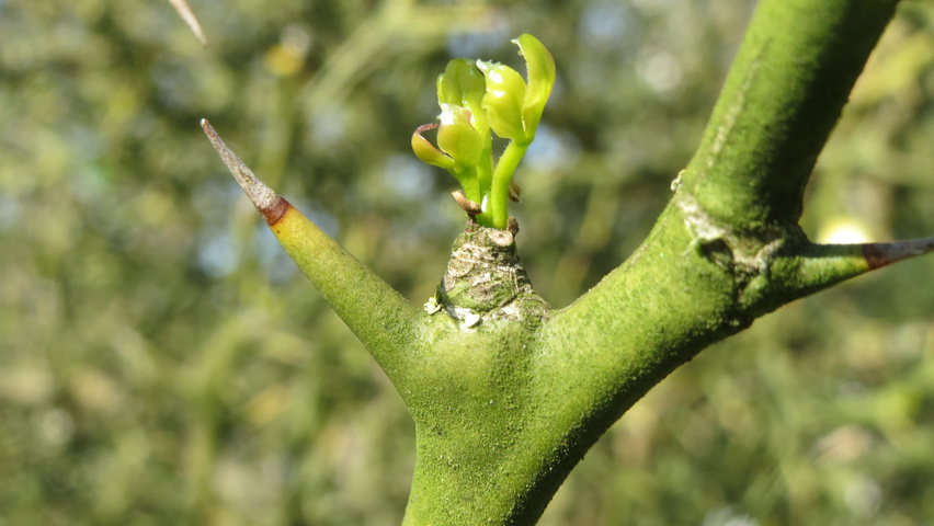 Citrus trifoliata Zweige