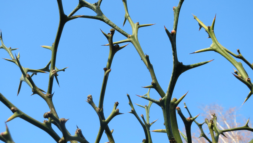 Citrus trifoliata Zweige