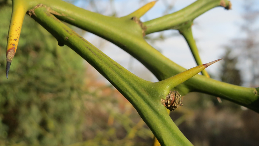 Citrus trifoliata Zweige