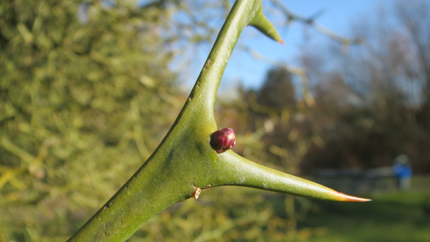 Citrus trifoliata Zweige