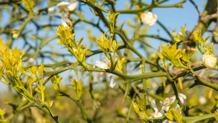 Citrus trifoliata Zweige