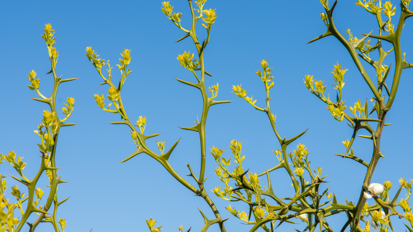 Citrus trifoliata Zweige