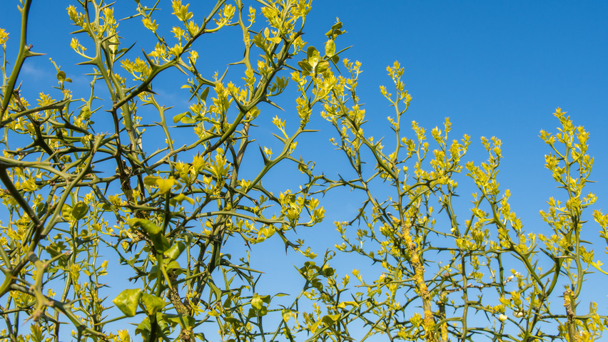 Citrus trifoliata Zweige
